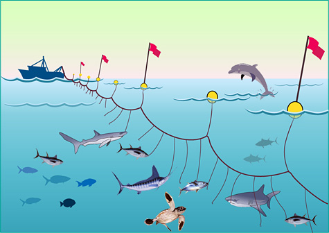 Longline Fisheries