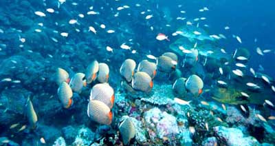 Marine life of Maldives