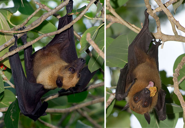 bat eating fig
