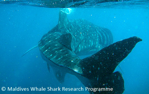 whale shark