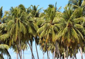 coconut palms