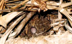 A single grayish-speckled egg is laid on ground in root base of wild screw pines