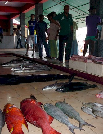 Two groupers (red color) lie among reef fishes waiting to be sold in the Fish Market in Male