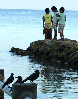 Crows and local population can co-exist.