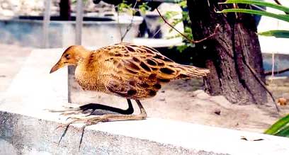 Watercock Only known breeding visitor to Maldives - Needs protection