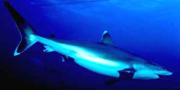 White tip sharkes face extinction.