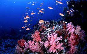 Corals and Fish, sea is their home