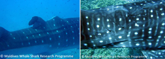 whale shark finning and injury