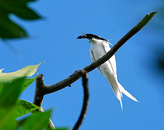 white tern with fish